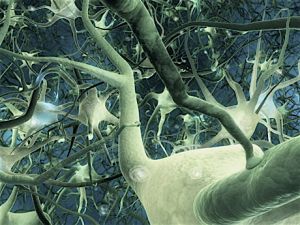 neurone.jpg